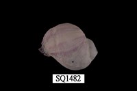 藏品(紫口珊瑚螺)的圖片